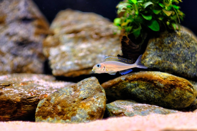 Xenotilapia nasus 'Chituta Bay'